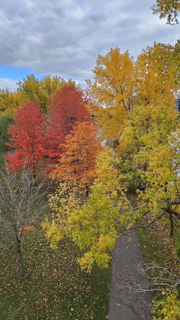 Fall colors along a paved path
